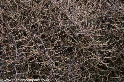 Coprosma Red Rocks foliage.