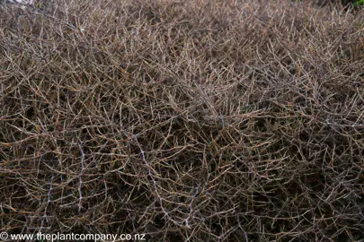 Coprosma Red Rocks stems.