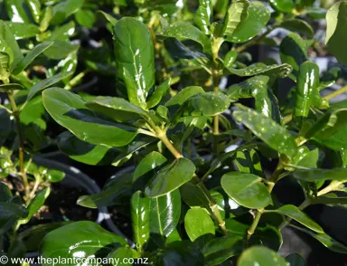 coprosma-repens--1