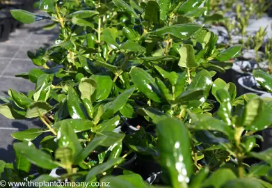 coprosma-repens-