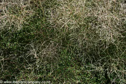 Coprosma virescens stems and green leaves.