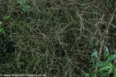 Coprosma virescens stems and green leaves on a large plant.