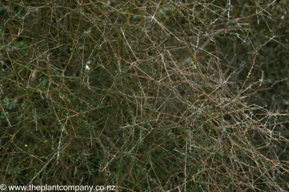 Coprosma virescens foliage on a large plant.