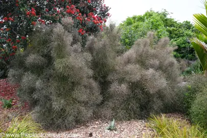 Large Coprosma virescens shrub with brown stems.