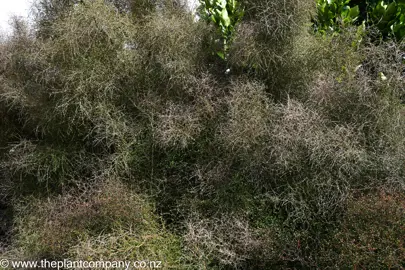 Large Coprosma virescens shrub with brown stems and green leaves.