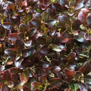 Coprosma 'Winter Chocolate' glossy, brown foliage.