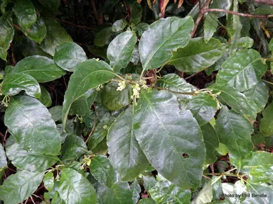 coprosma-grandifolia-1