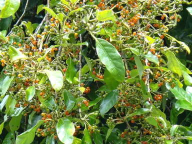 coprosma-grandifolia-2
