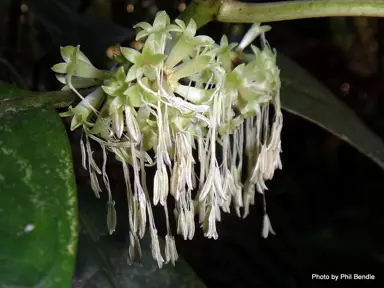 coprosma-grandifolia-5