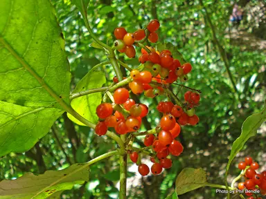 coprosma-grandifolia-6