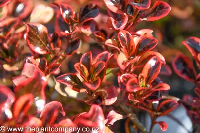 coprosma-inferno-