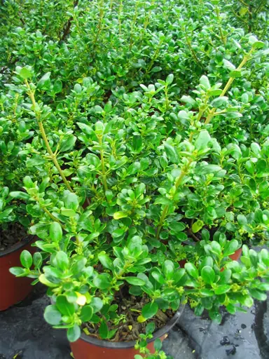 coprosma-middlemore-1