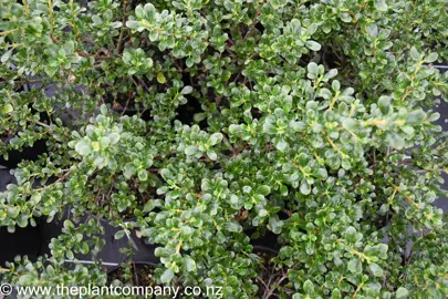 coprosma-middlemore-4