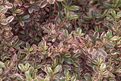 coprosma-rainbow-surprise-1