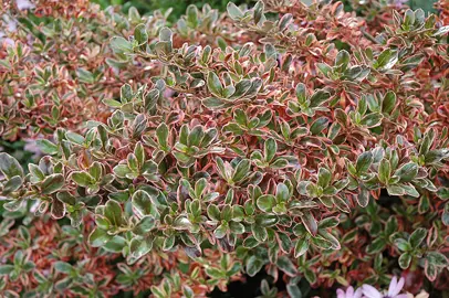 coprosma-rainbow-surprise-2