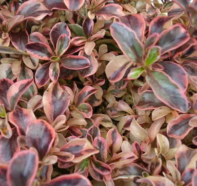 coprosma-rainbow-surprise-3