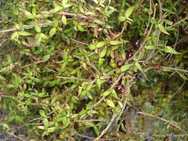 coprosma-rhamnoides-2