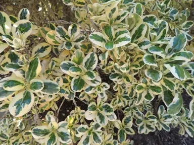 coprosma-silver-queen-