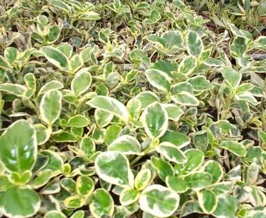 coprosma-silver-queen-1