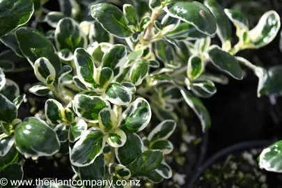 coprosma-silver-queen-2