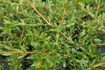 coprosma-kirkii-1