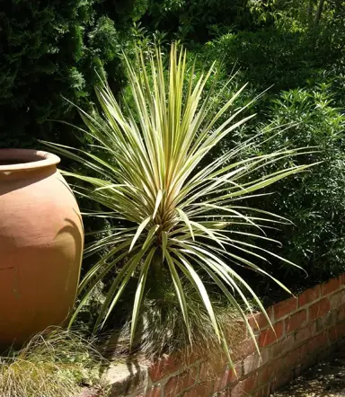 cordyline-albertii--2