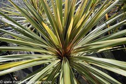 cordyline-albertii-