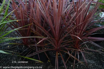 cordyline-red-star-1