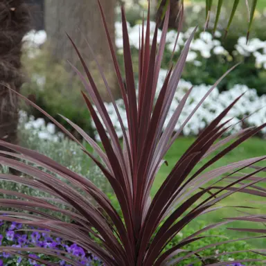 cordyline-red-star-3