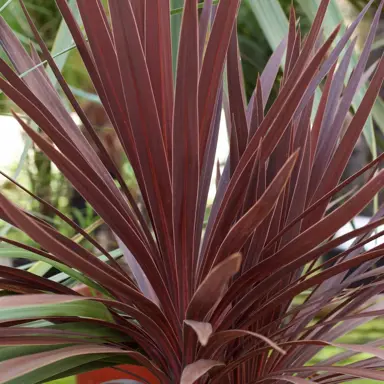 cordyline-red-star-6