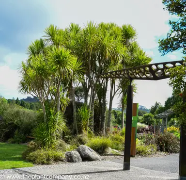 Cordyline australis trees growing as a cluster.