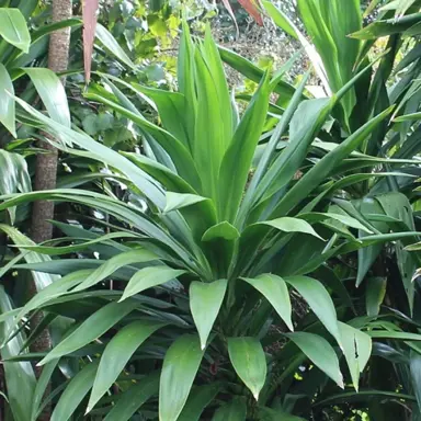 cordyline-broadsword-