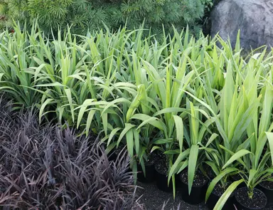 cordyline-broadsword-1