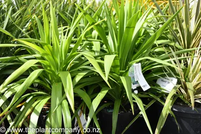 cordyline-broadsword-4