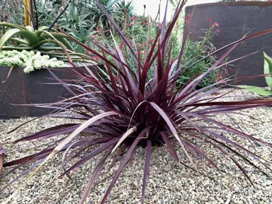 cordyline-design-a-line-burgundy-