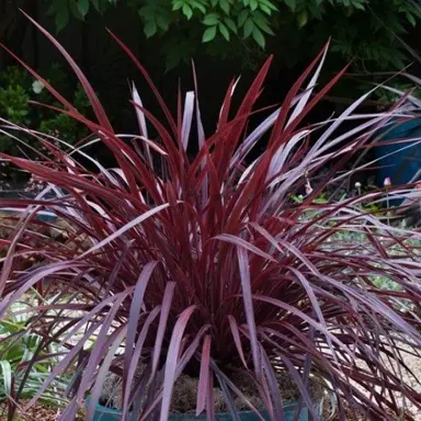 cordyline-design-a-line-burgundy-1