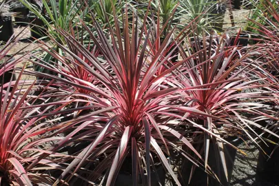 Cordyline 'Electric Pink' plants in pots for sale.