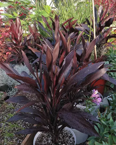 Cordyline fruticosa 'Caruba Black' plant with dark foliage.