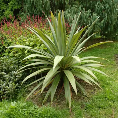 A smaller Cordyline indivisa tree as a feature in a garden.