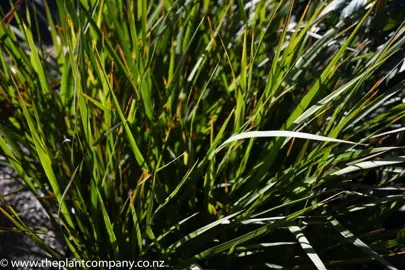 cordyline-lime-fountain-