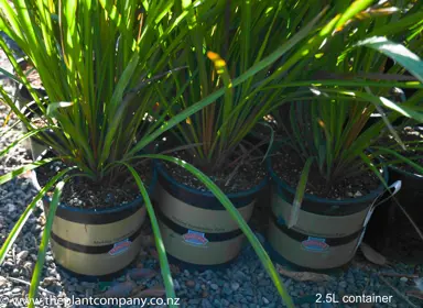 cordyline-lime-fountain-1