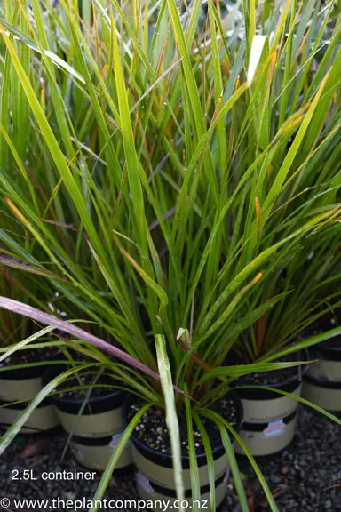 cordyline-lime-fountain-2