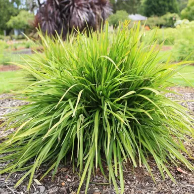 cordyline-lime-fountain-3