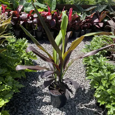 cordyline-negra--1