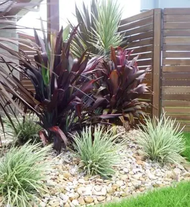 cordyline-negra-