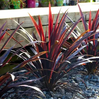 cordyline-obtecta-superstar-1