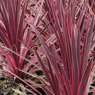 Cordyline 'Paso Doble'