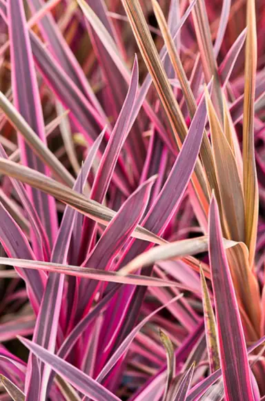 Cordyline 'Pink Passion' plants with colourful, pink leaves.