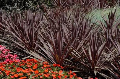 cordyline-red-sensation-