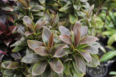 Cordyline terminalis plants with colourful and lush foliage.